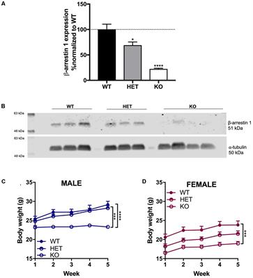 Behavioral Characterization of β-Arrestin 1 Knockout Mice in Anxiety-Like and Alcohol Behaviors
